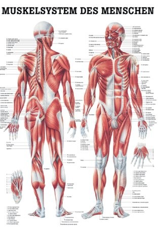 Muskelsystem des Menschen